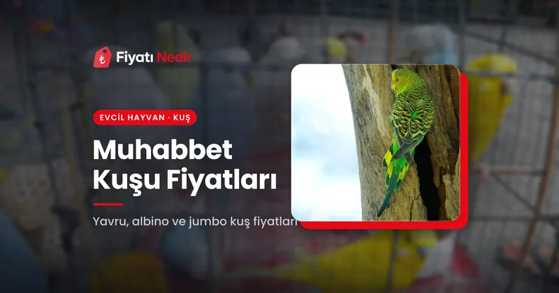 Muhabbet Kuşu Fiyatları