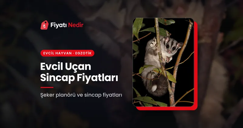 Evcil Uçan Sincap Fiyatları