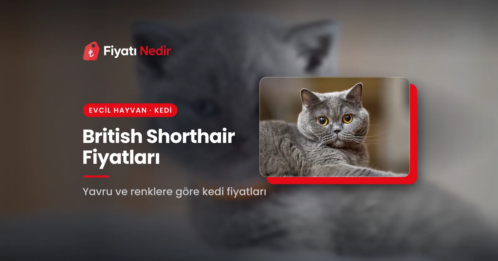 British Shorthair Fiyatları