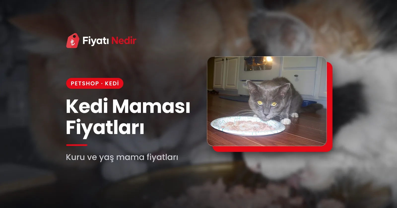 Kedi Maması Fiyatları