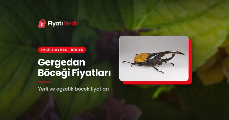 Gergedan Böceği Fiyatları