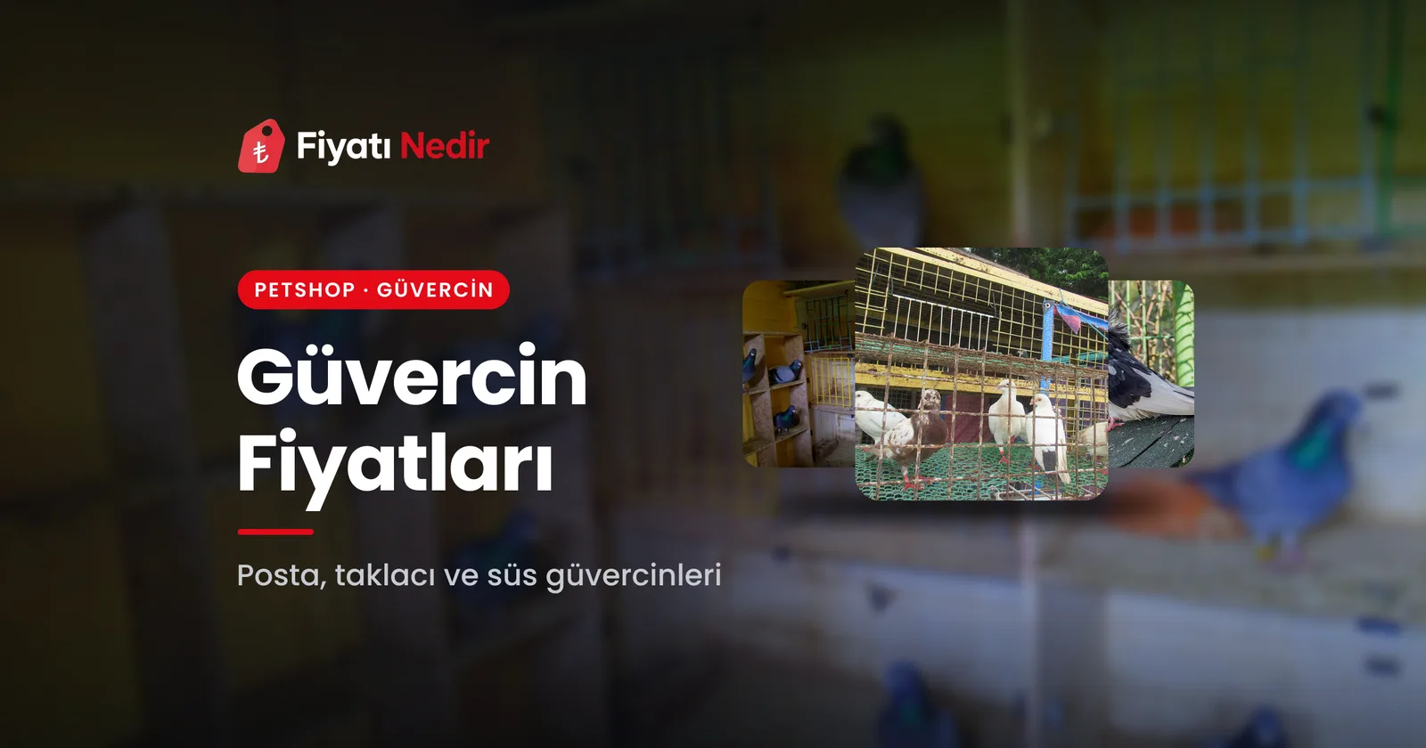 Güvercin fiyatları