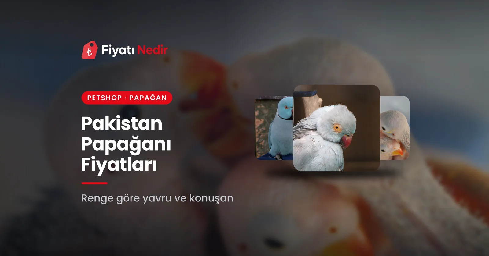 Pakistan papağanı fiyatları