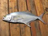 Akya 1 kg