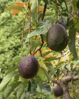 Avokado 1 kg