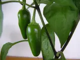 Jalapeno 1 kg