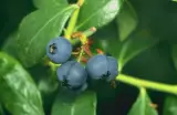 Bluberry 1 kg