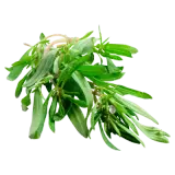 Bohnenkraut 15g