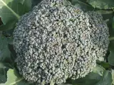 Brokoli 1 kg