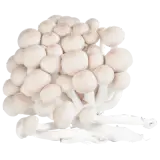 Buchenpilz weiss 150g
