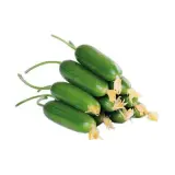 Çengelköy Salatalık 1 kg