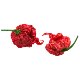 Chili Carolina Reaper 50g