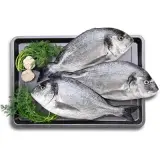 Çipura 1 kg