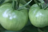 Domates Yeşil Turşuluk 1 kg