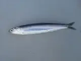 Donuk Hamsi 1 kg