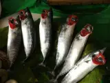 Torik 1 kg