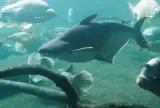 Donuk Panga 1 kg