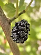 Dut 1 kg