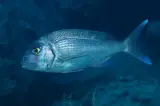 Fangrı Deniz 1 kg
