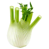 Fenchel ca. 320g