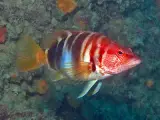 Hanos Deniz 1 kg