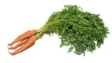 Havuç Beypazarı 1 kg