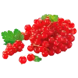 Rote Johannisbeeren aus der Region