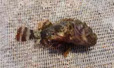 İskorpit Deniz 1 kg