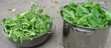 Ispanak 1 kg