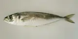 İstavrit İri 1 kg