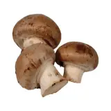 Kestane Mantarı 350 g