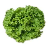 Kıvırcık Salata 1 Adet