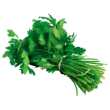 Koriander 100g