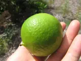 Lime 1 kg