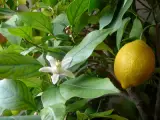 Limon Yatak 1 kg