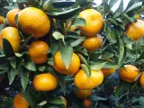 Mandalina Satsuma 1 kg