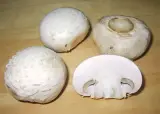 Mantar 1 kg