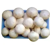 Mantar 300 g