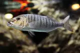 Mırmır Deniz 1 kg