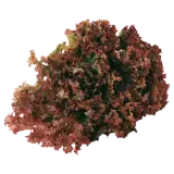 Lollo Rosso Salat 1 Stück