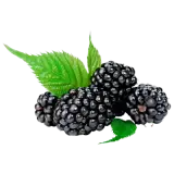 REWE Bio Brombeeren 125g