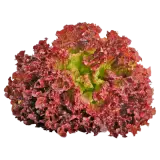Salat Lollo Rosso 1 Stück