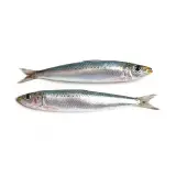 Sardalya 1 kg