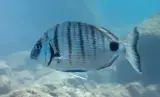Sargoz Deniz 1 kg
