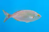 Sarpa Deniz 1 kg
