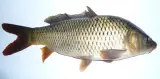 Sazan 1 kg