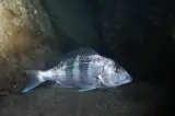 Sinarit Deniz 1 kg