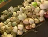 Soğan Beyaz 1 kg