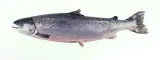 Somon 1 kg