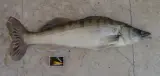 Sudak 1 kg